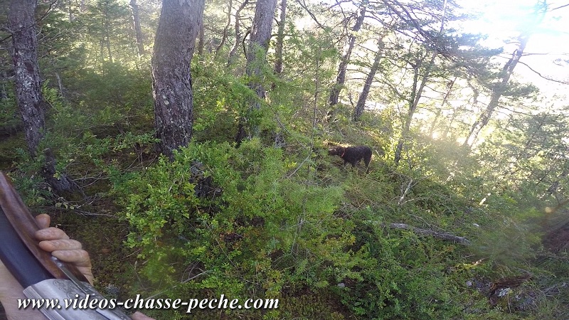 Chasse à la bécasse au griffon Korthals